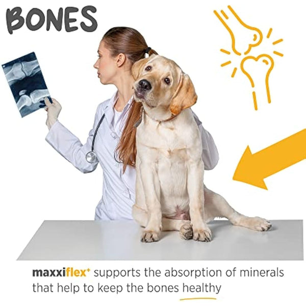 maxxipaws - maxxiflex+ Hip & Joint Supplement for Dogs with Glucosamine, Chondroitin, MSM & Collagen | Mobility, Flexibility & Discomfort Support | Senior, Adult & All Breeds | 120 Tablets