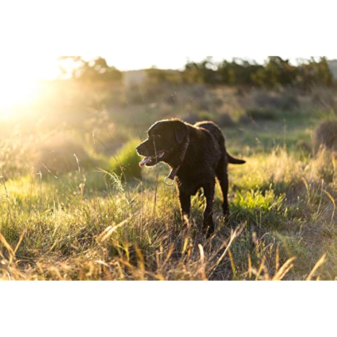 Extra Select Natural Dog Treat Premium Whitefish Cubes Bucket 1.1 kg