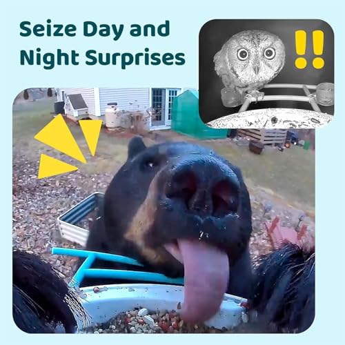 NETVUE by Birdfy Smart Bird Feeder Camera: Auto-Capture Video & Instant Alert, Collect Fun Clips, Solar Powered Bird Watching Camera Wireless Outdoor Garden, Blue