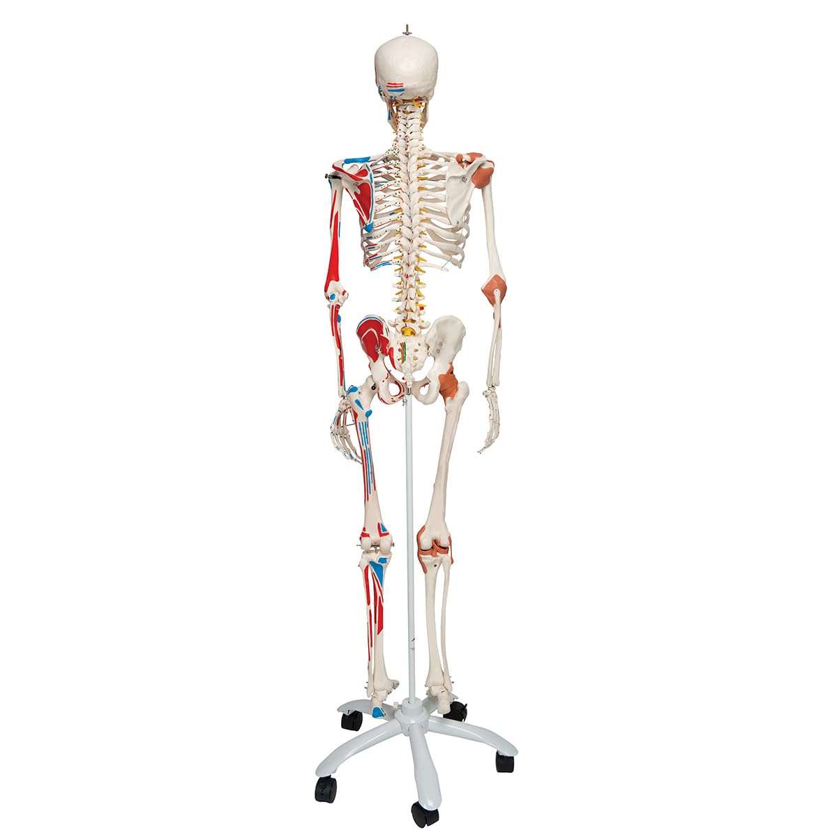 3B Scientific Human Anatomy Skeleton Model Sam - with Muscles and Ligaments, On Hanging Stand A13/1 + free Anatomy App - 3B Smart Anatomy