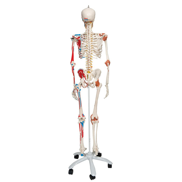 3B Scientific Human Anatomy Skeleton Model Sam - with Muscles and Ligaments, On Hanging Stand A13/1 + free Anatomy App - 3B Smart Anatomy