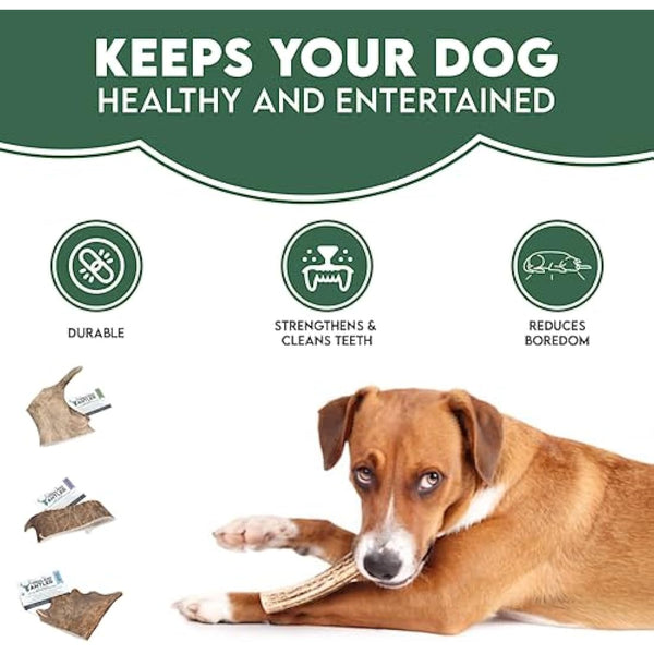 Highland Antler - Natural Fallow Antler Dog Chew. Pack of 1x Large (150g - 220g) Naturally Shed Fallow Deer Antler, Long Lasting Dog Chew Bone With Calcium And Minerals (Shape may vary)
