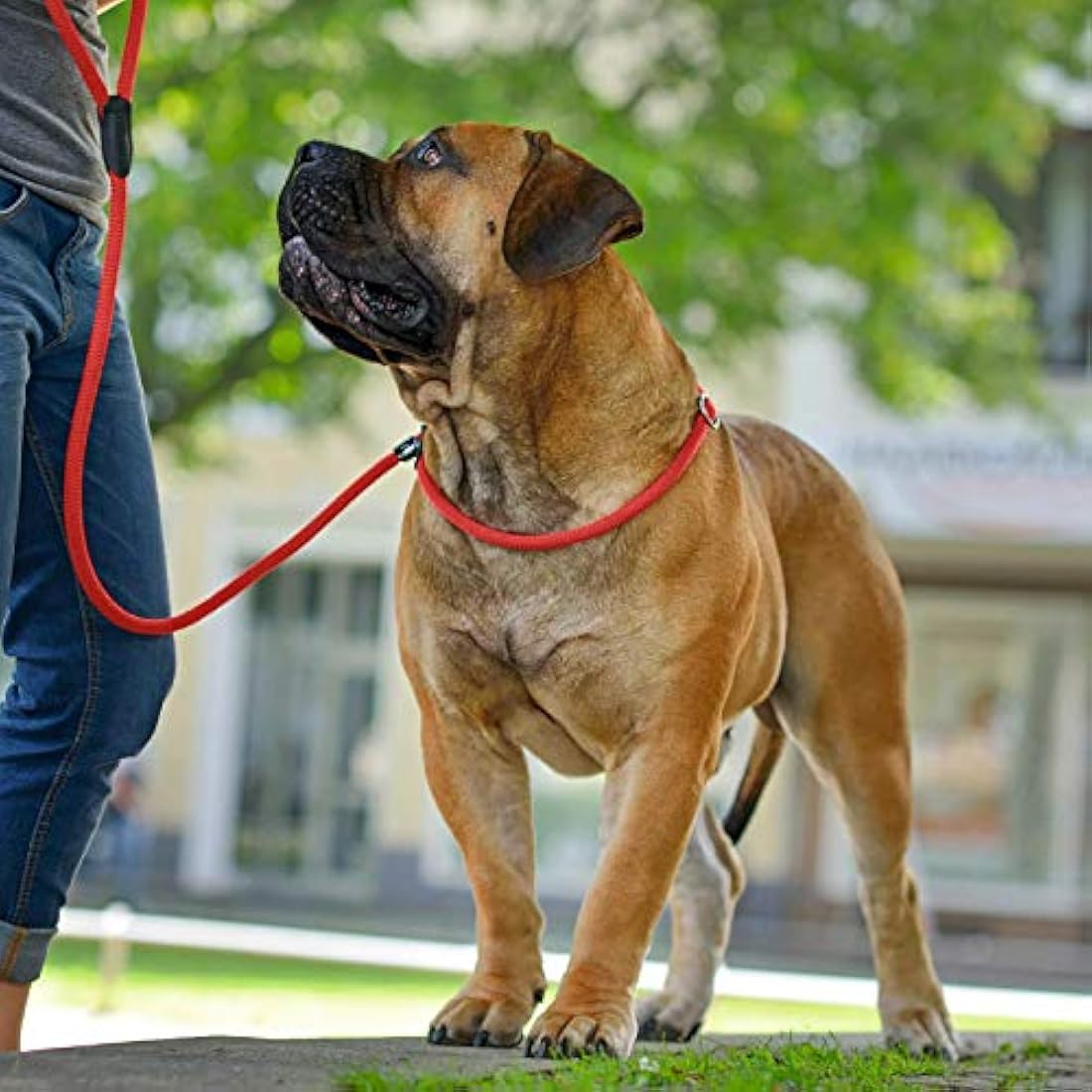 Hunter Freestyle Retriever Leash, 10 mm Diameter x 260 cm Length, Red