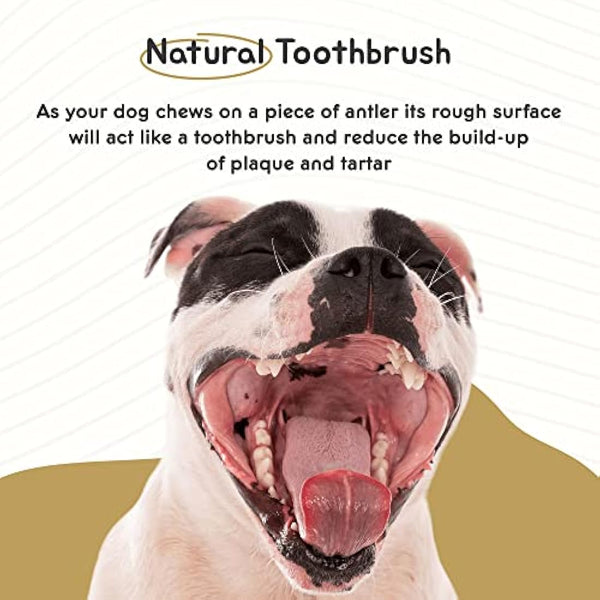 Ace Antlers Deer Antlers for Dogs (XXXXL 400-500g Piece) - Natural Dog Antler Chews for Chewing Satisfaction - 8 Sizes inc Small, Medium and Large Antlers for Puppies and Adult Dogs