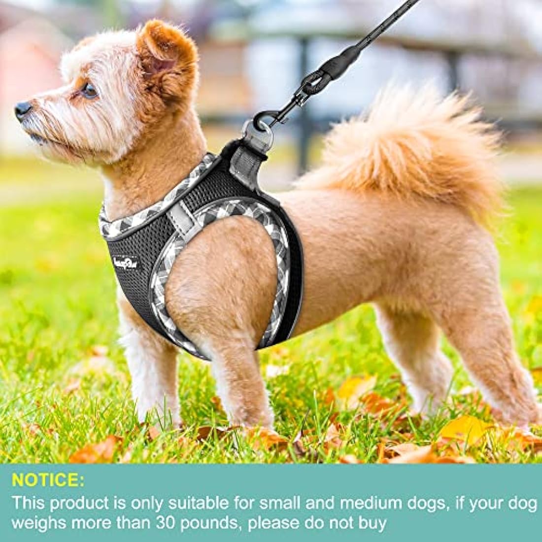 haapaw Dog Harness and Lead Set, No Pull Adjustable Reflective Step-in Puppy Harness with Thickened Padded Vest for Extra-Small/Small Medium Dogs