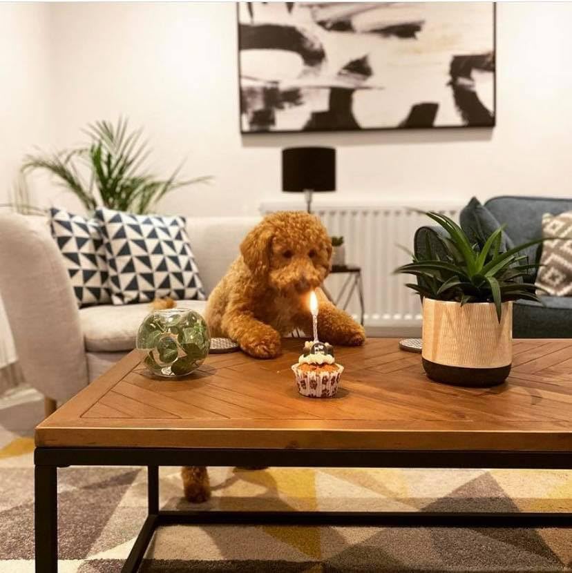 DOG BIRTHDAY CAKE Dog Food | Dog Biscuits Dog Treats Puppy Treats. Dog Training Treats Puppy Training Treats. Bakery Fresh Dog Treat. Vanilla Woofin With Frosting Dog Birthday Present (Vanilla)