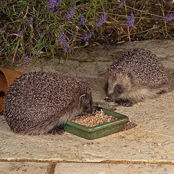 Hedgehog Food Semi Moist 2kg - Jacobi Jayne® I Love Hedgehogs™ - Tasty, Rich and Healthy Nutritious Food for your Garden Adults & Baby Hedgehogs Bones and Teeth