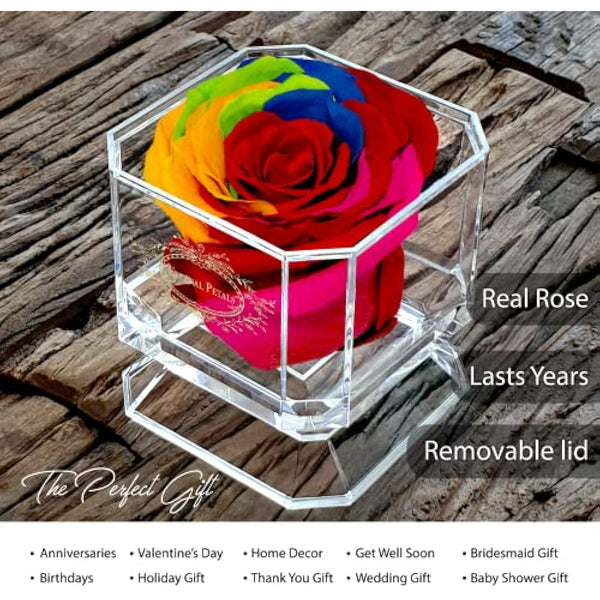 Eternal Petals A 100% Real Rose That Lasts Years, Handmade in London – Gold Solo (Rainbow)