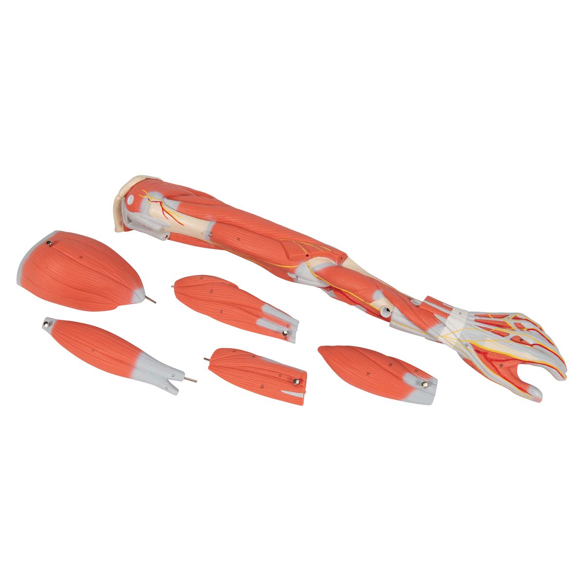 3B Scientific M10 Muscle Arm, 6 Part, 3/4 Life Size + free Anatomy App - 3B Smart Anatomy