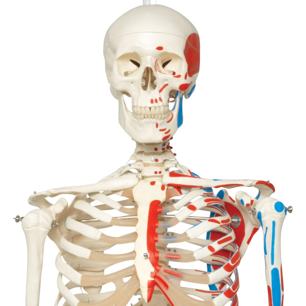 3B Scientific Human Anatomy Skeleton Model Sam - with Muscles and Ligaments, On Hanging Stand A13/1 + free Anatomy App - 3B Smart Anatomy