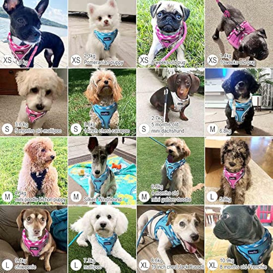 haapaw Dog Harness and Lead Set, No Pull Adjustable Reflective Step-in Puppy Harness with Thickened Padded Vest for Extra-Small/Small Medium Dogs