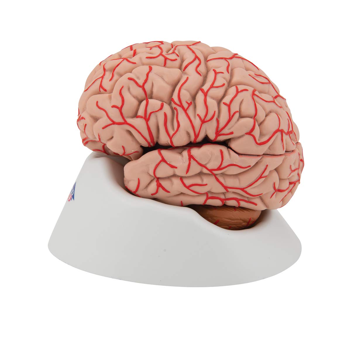 3B Scientific Human Anatomy - Brain Model with Arteries, 9-part + free anatomy software - 3B Smart Anatomy