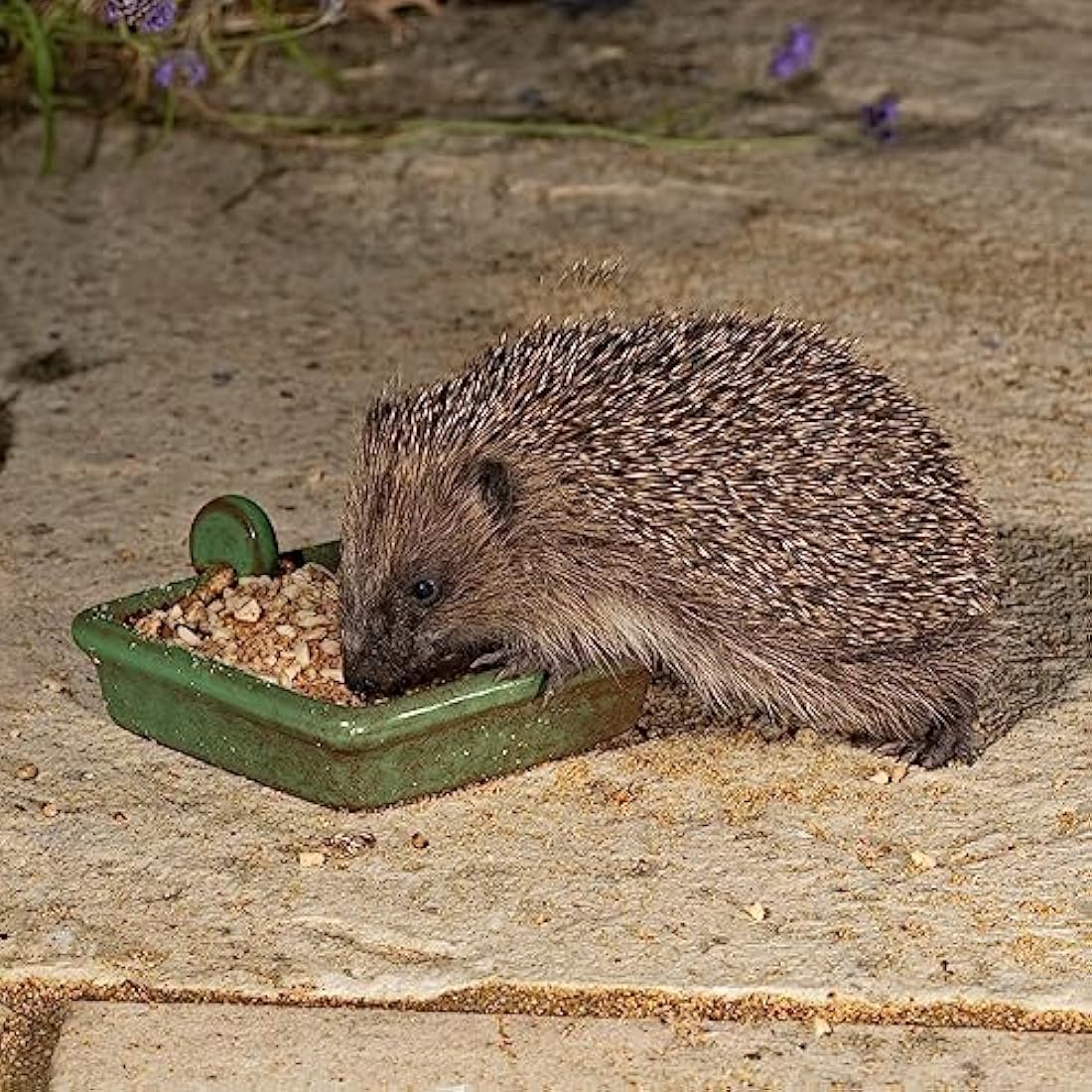Hedgehog Food Semi Moist 2kg - Jacobi Jayne® I Love Hedgehogs™ - Tasty, Rich and Healthy Nutritious Food for your Garden Adults & Baby Hedgehogs Bones and Teeth