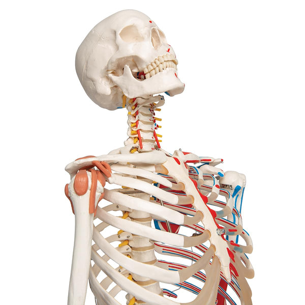 3B Scientific Human Anatomy Skeleton Model Sam - with Muscles and Ligaments, On Hanging Stand A13/1 + free Anatomy App - 3B Smart Anatomy