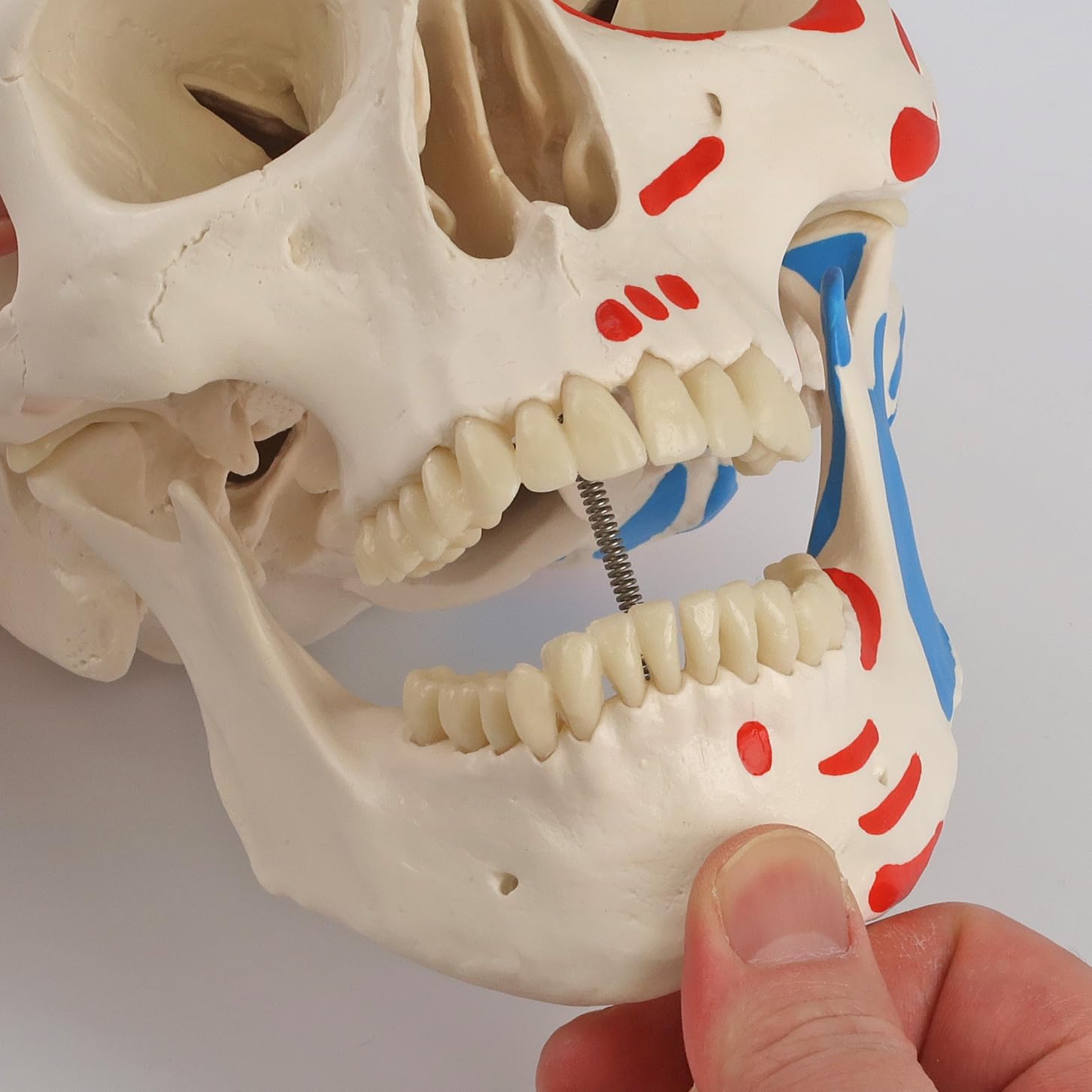 3B Scientific Human Anatomy Skeleton Model Sam - with Muscles and Ligaments, On Hanging Stand A13/1 + free Anatomy App - 3B Smart Anatomy