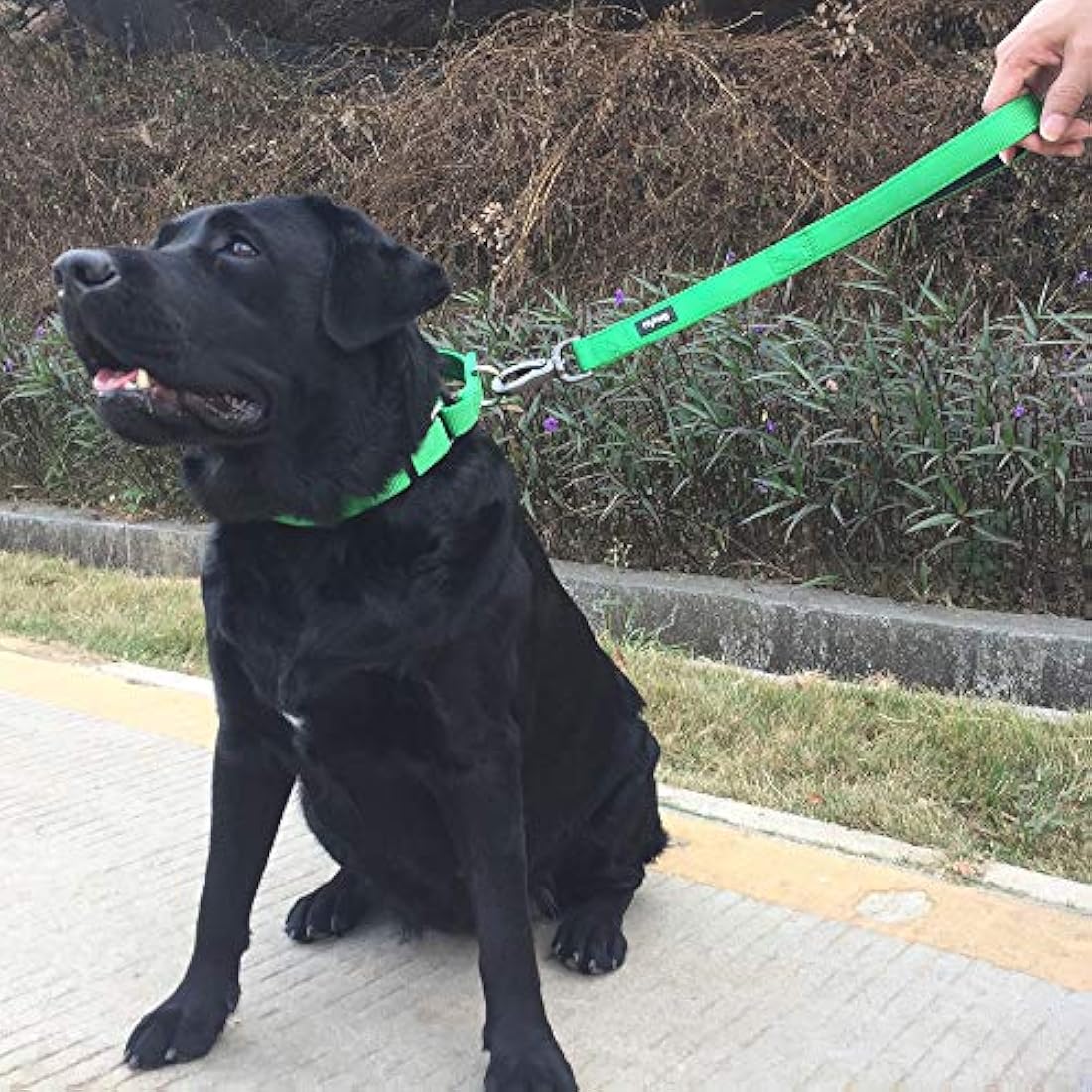 Hyhug Pets Solid Color Martingale Nylon Dog Collar, Heavy Duty Anti-Escape Large Dogs Collar.(Large,Lime Green)