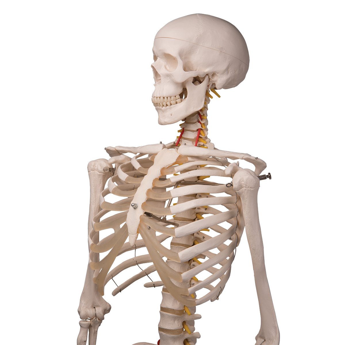3B Scientific Human Anatomy Skeleton Model Sam - with Muscles and Ligaments, On Hanging Stand A13/1 + free Anatomy App - 3B Smart Anatomy