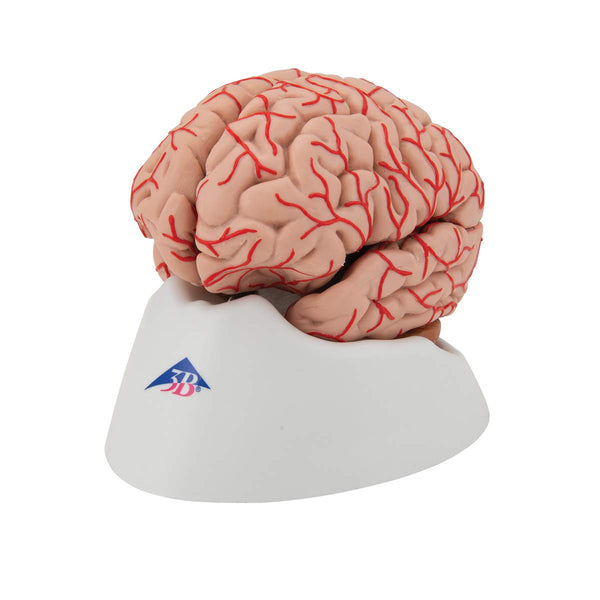 3B Scientific Human Anatomy - Brain Model with Arteries, 9-part + free anatomy software - 3B Smart Anatomy
