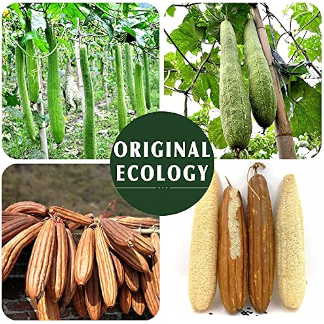 Natural Loofah Sponge Exfoliating Body Scrubber (3 Pack),Made with Eco-Friendly and Biodegradable Shower Luffa Sponge, Loofah for Women and Men, Beige…