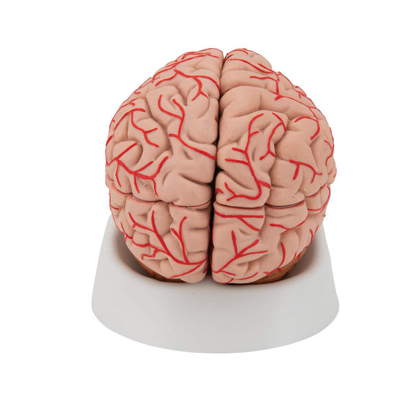 3B Scientific Human Anatomy - Brain Model with Arteries, 9-part + free anatomy software - 3B Smart Anatomy