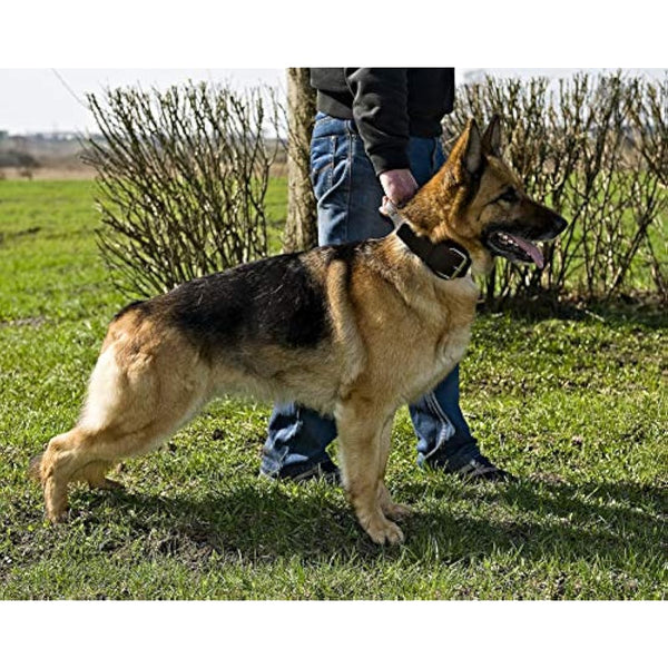 Dingo Brown Collar with a Handle Handmade of Soft Leather Especially for Guard Shepherd Breeds 13107