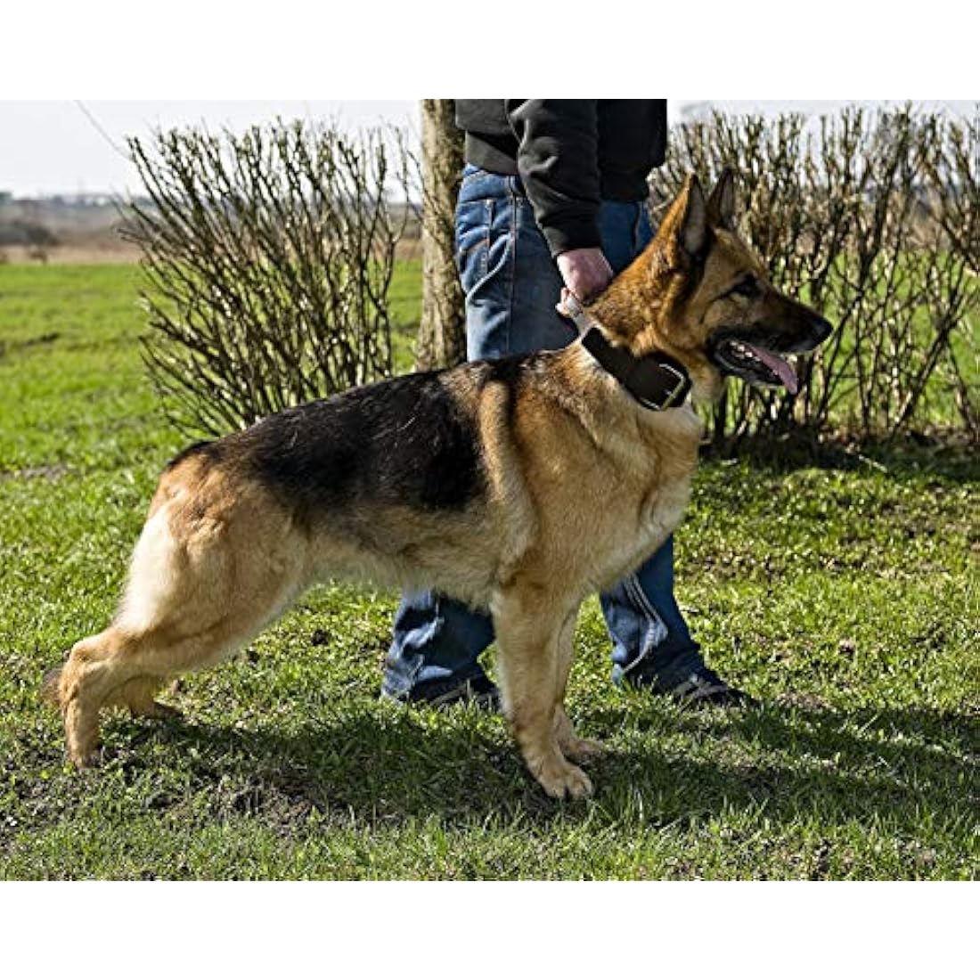 Dingo Brown Collar with a Handle Handmade of Soft Leather Especially for Guard Shepherd Breeds 13105