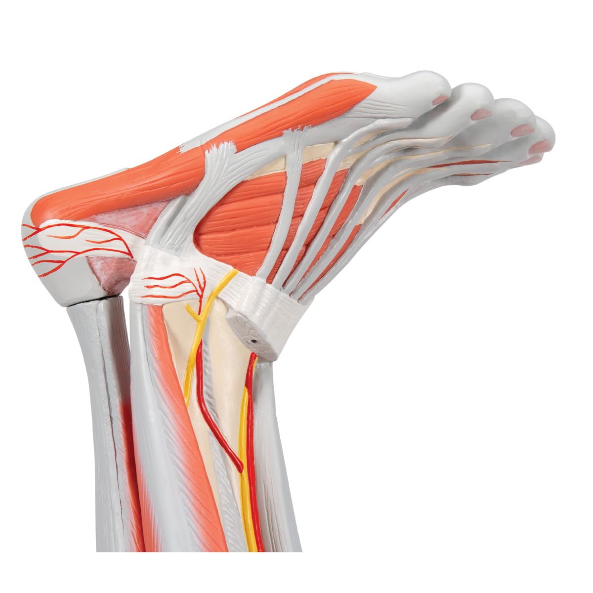 3B Scientific M10 Muscle Arm, 6 Part, 3/4 Life Size + free Anatomy App - 3B Smart Anatomy
