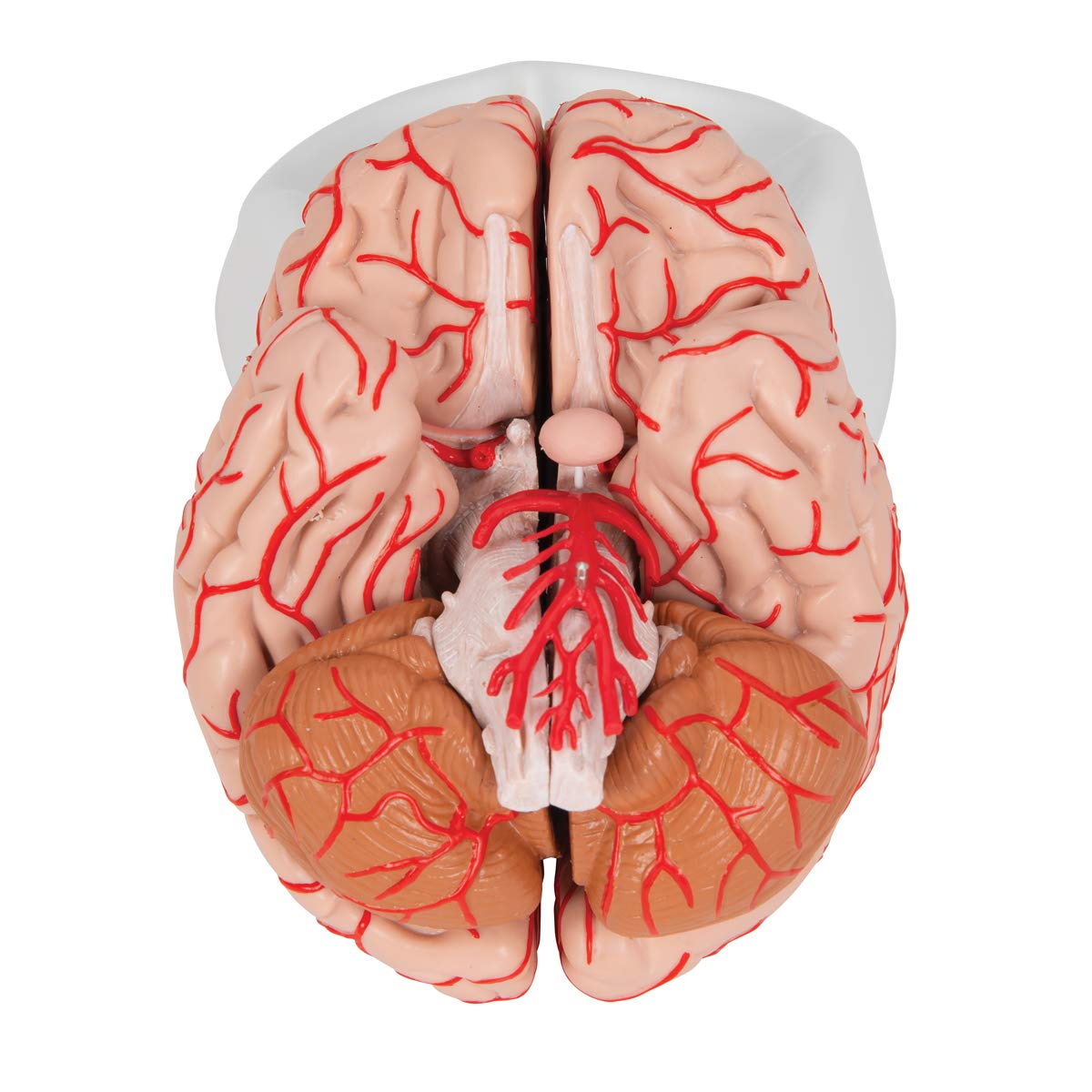3B Scientific Human Anatomy - Brain Model with Arteries, 9-part + free anatomy software - 3B Smart Anatomy