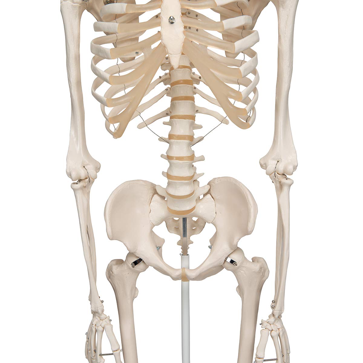 3B Scientific Human Anatomy Skeleton Model Sam - with Muscles and Ligaments, On Hanging Stand A13/1 + free Anatomy App - 3B Smart Anatomy