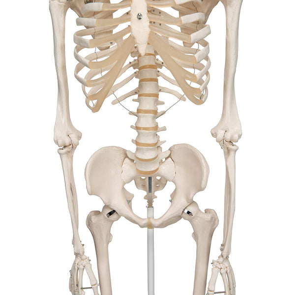 3B Scientific Human Anatomy Skeleton Model Sam - with Muscles and Ligaments, On Hanging Stand A13/1 + free Anatomy App - 3B Smart Anatomy