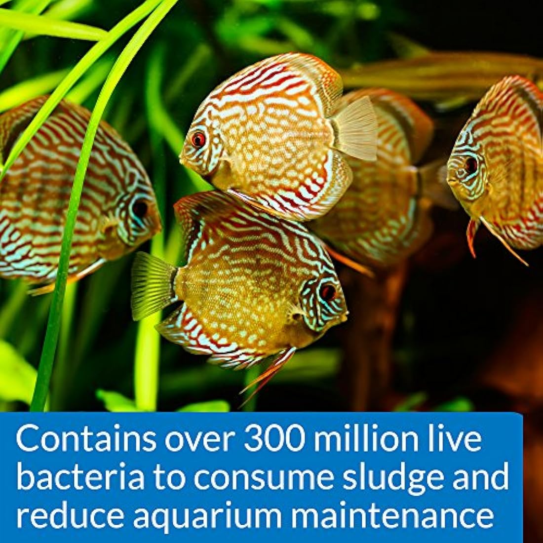 API STRESS ZYME Freshwater and Saltwater Aquarium Water Cleaning Solution 118 ml Bottle