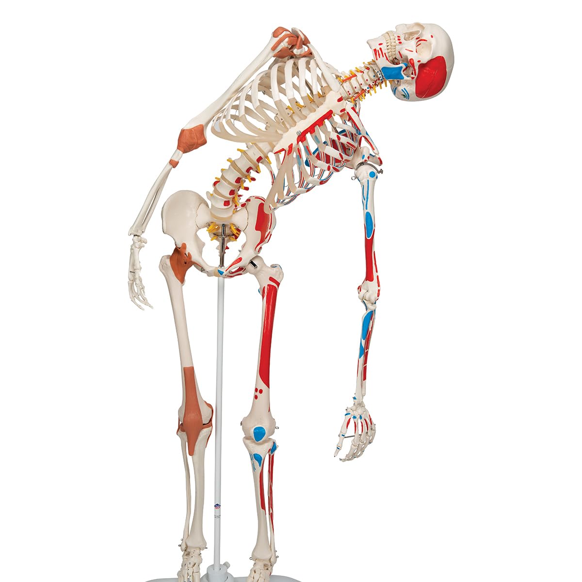3B Scientific Human Anatomy Skeleton Model Sam - with Muscles and Ligaments, On Hanging Stand A13/1 + free Anatomy App - 3B Smart Anatomy