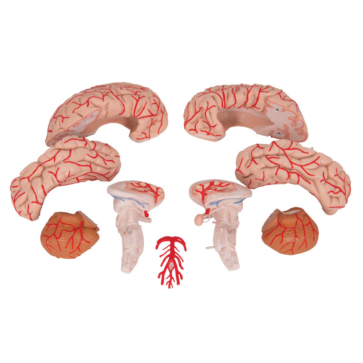3B Scientific Human Anatomy - Brain Model with Arteries, 9-part + free anatomy software - 3B Smart Anatomy
