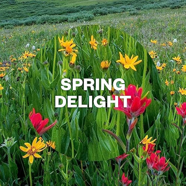 Air Wick | Spring Delight |Automatic Air Freshener |Freshmatic Auto Spray Refill | 250ml| Pack of 4