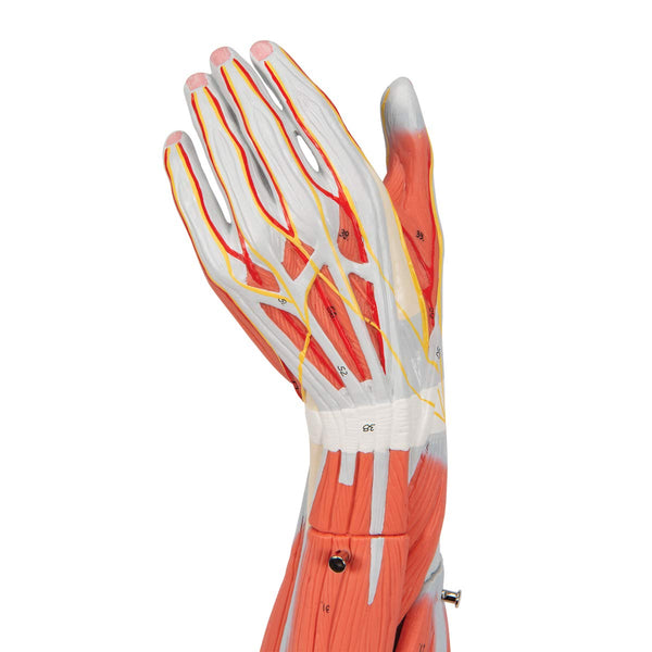3B Scientific M10 Muscle Arm, 6 Part, 3/4 Life Size + free Anatomy App - 3B Smart Anatomy