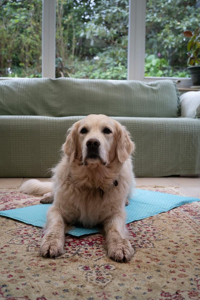 Petface Cooling Summer Dog Coat, 70 cm, Blue