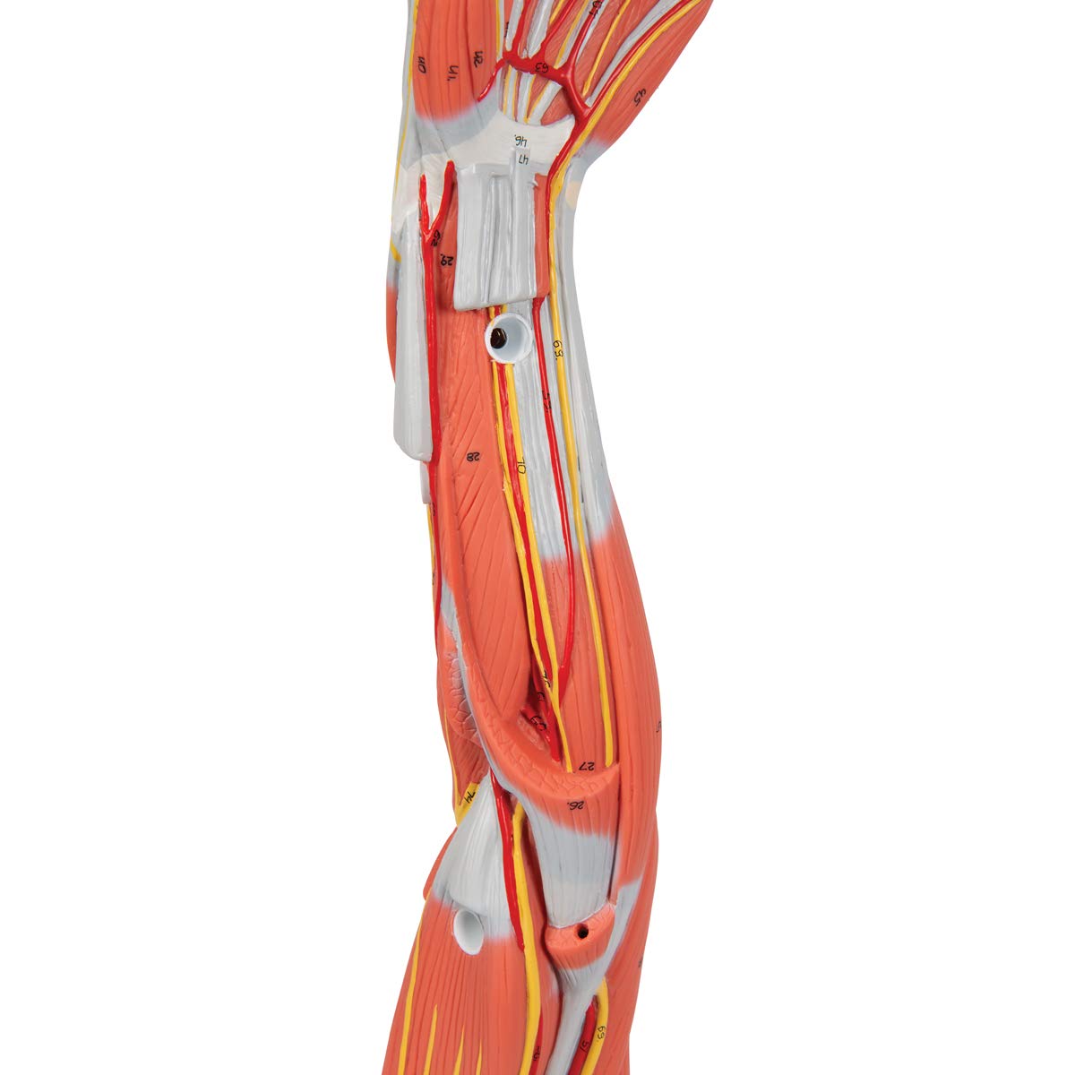3B Scientific M10 Muscle Arm, 6 Part, 3/4 Life Size + free Anatomy App - 3B Smart Anatomy