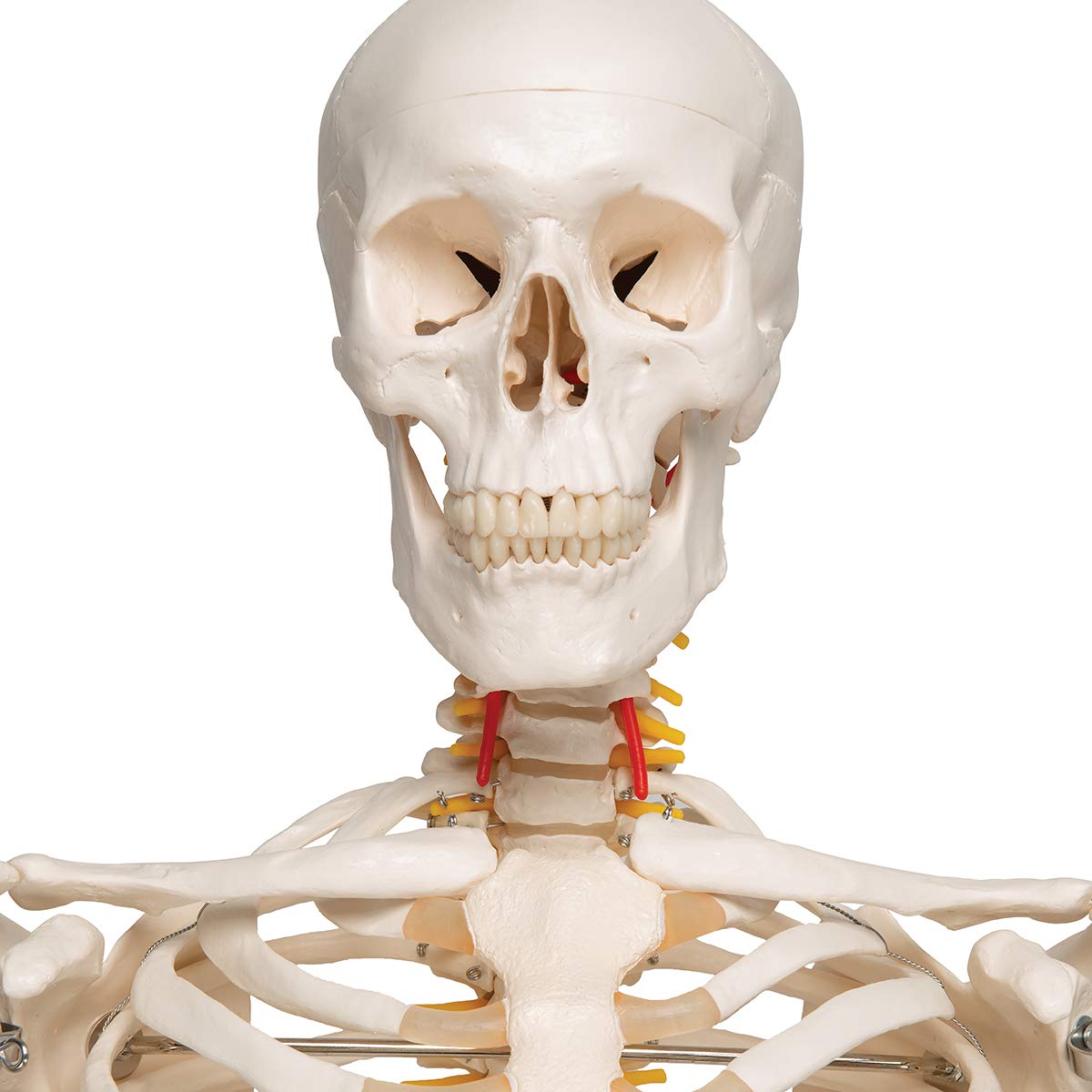 3B Scientific Human Anatomy Skeleton Model Sam - with Muscles and Ligaments, On Hanging Stand A13/1 + free Anatomy App - 3B Smart Anatomy