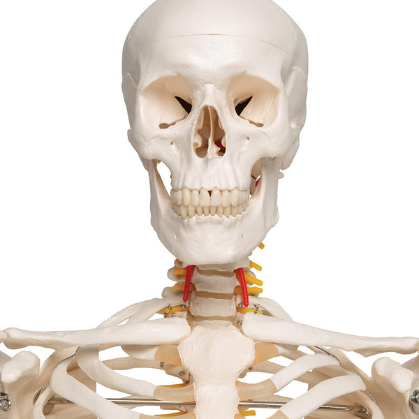3B Scientific Human Anatomy Skeleton Model Sam - with Muscles and Ligaments, On Hanging Stand A13/1 + free Anatomy App - 3B Smart Anatomy