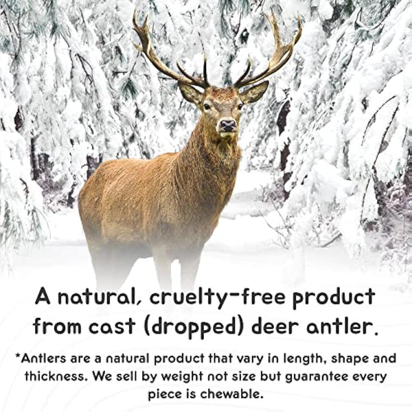 Ace Antlers Deer Antlers for Dogs (Monster 600-700g Piece) - Natural Dog Antler Chews for Chewing Satisfaction - 8 Sizes inc Small, Medium and Large Antlers for Puppies and Adult Dogs