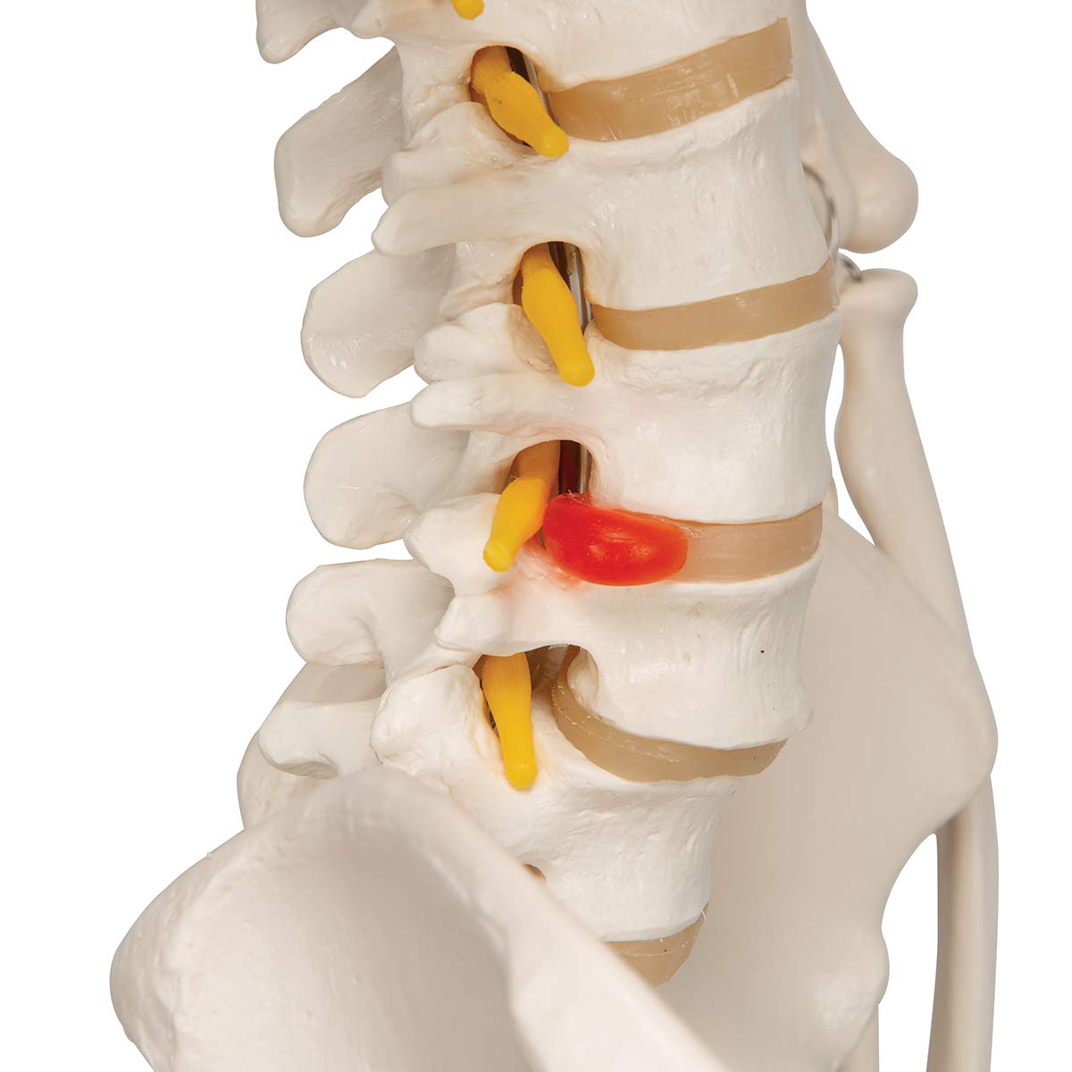 3B Scientific Human Anatomy Skeleton Model Sam - with Muscles and Ligaments, On Hanging Stand A13/1 + free Anatomy App - 3B Smart Anatomy