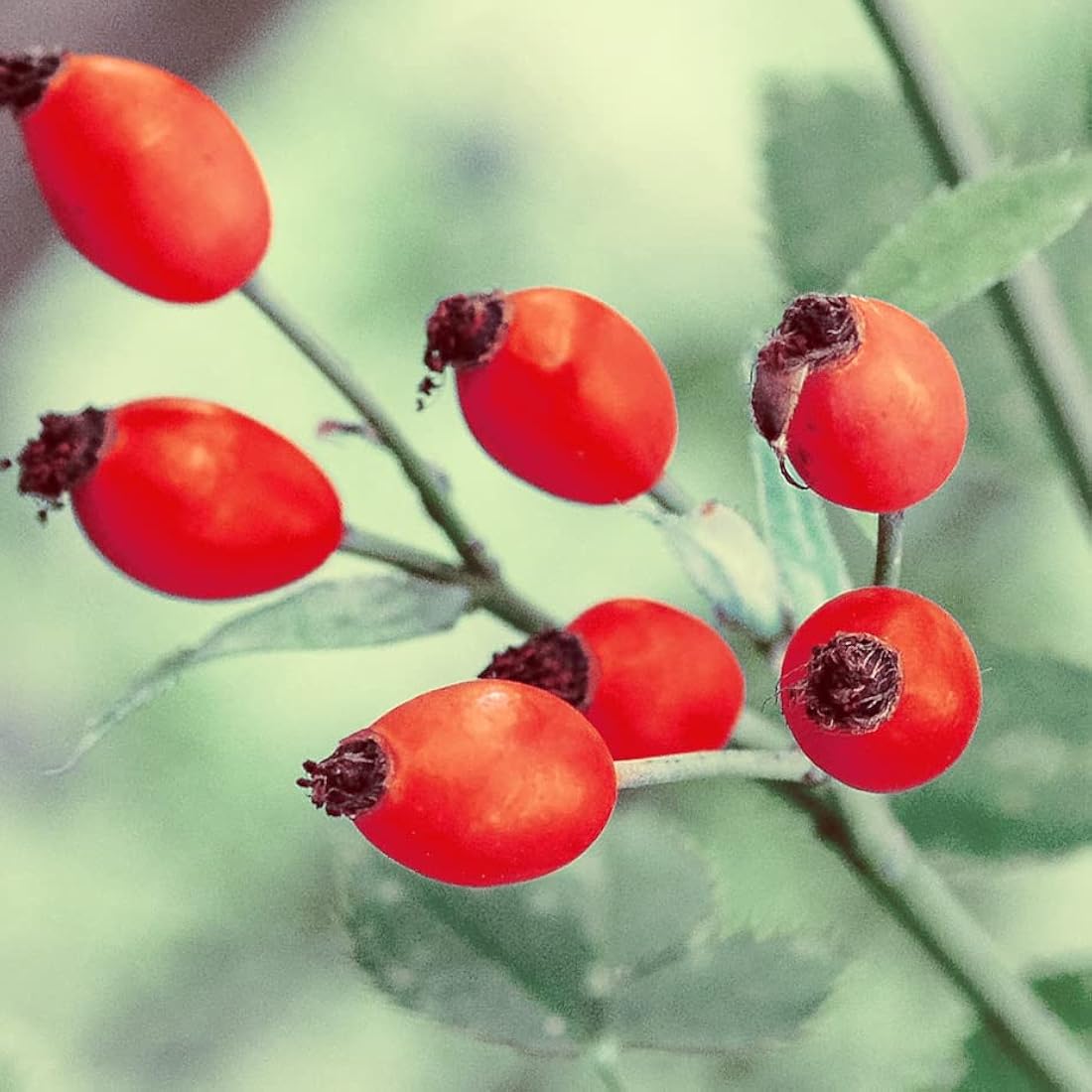 Naissance Organic Rosehip Seed Oil (Rosa Canina) (no. 246) - 900ml - Natural, Certified Organic, Vegan - for Face, Skin, Hair, Body