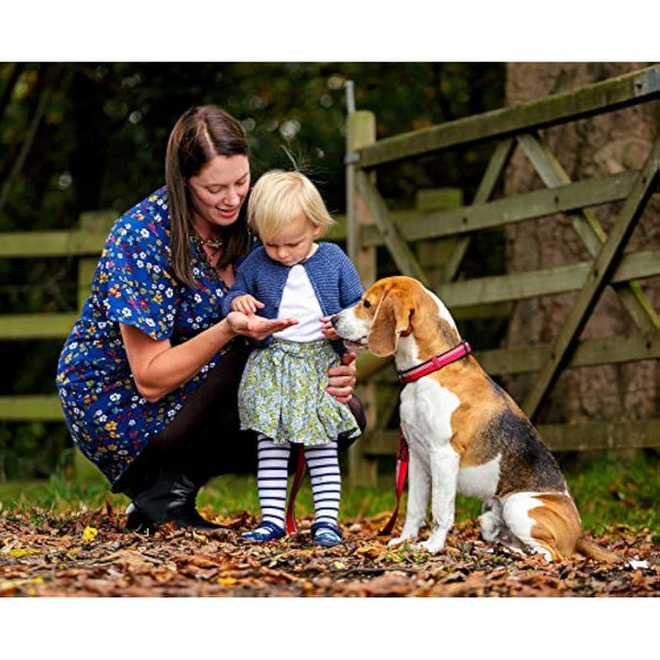 HALTI Collar, Size Medium, Purple, Best Comfy Dog Collar, Premium Puppy Collar, Nylon, Neoprene-Padded, Reflective, Easy to Fit & Use, For Small, Medium & Large Dogs