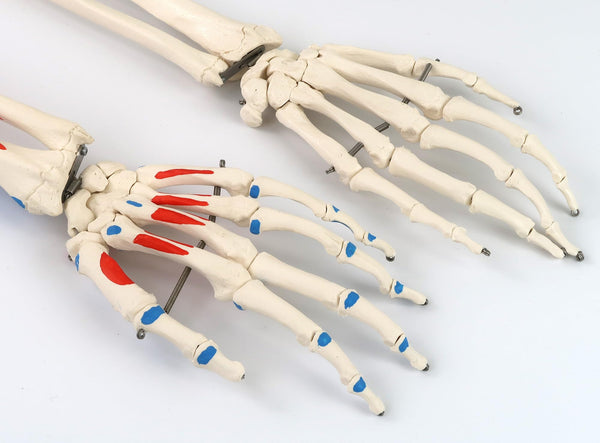 3B Scientific Human Anatomy Skeleton Model Sam - with Muscles and Ligaments, On Hanging Stand A13/1 + free Anatomy App - 3B Smart Anatomy