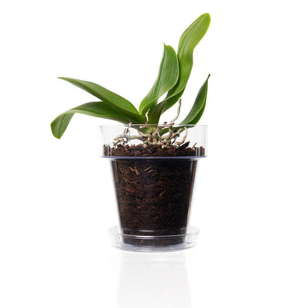 Kalapanta Transparent Plastic Pot for Orchids, with Drainage Holes and Saucer (2, ? 16 cm)