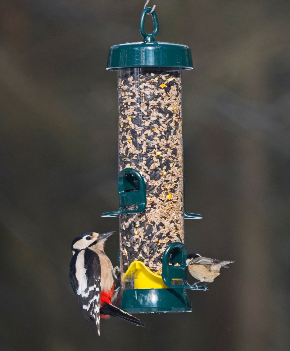 Hanging Bird Feeders For Small Birds - Jacobi Jayne? Bigeasy? Medium Seed Bird Feeders For Wild And Garden Birds - Squirrel-Resistant Bird Feeder With