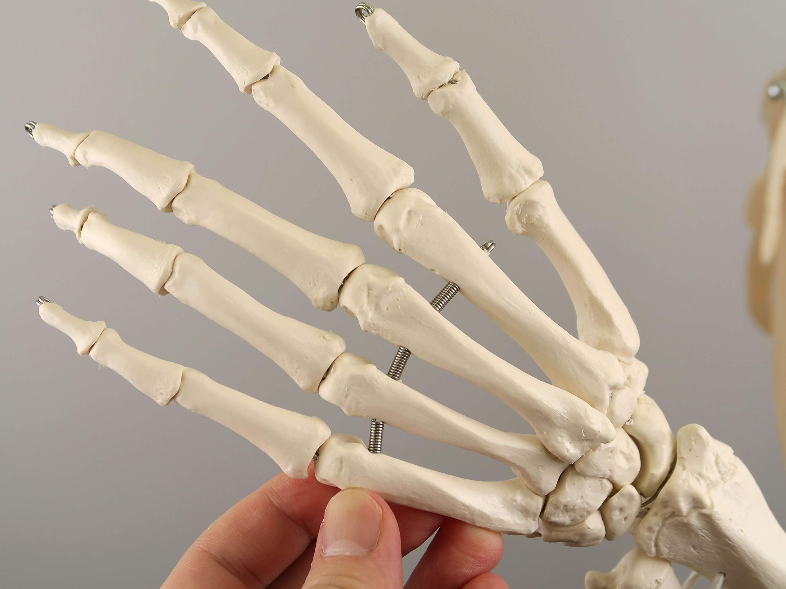 3B Scientific Human Anatomy Skeleton Model Sam - with Muscles and Ligaments, On Hanging Stand A13/1 + free Anatomy App - 3B Smart Anatomy