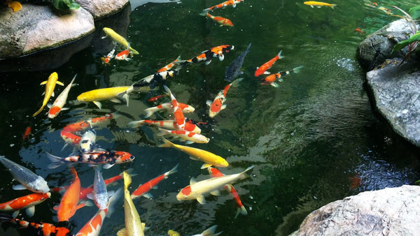 AlpineReach Koi Pond Netting Kit 12m x 12m Black Heavy Duty Woven Fine Mesh Net Cover for Leaves - Protects Koi Fish from Blue Heron Birds Cats