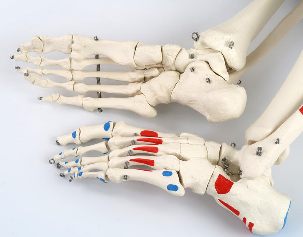 3B Scientific Human Anatomy Skeleton Model Sam - with Muscles and Ligaments, On Hanging Stand A13/1 + free Anatomy App - 3B Smart Anatomy