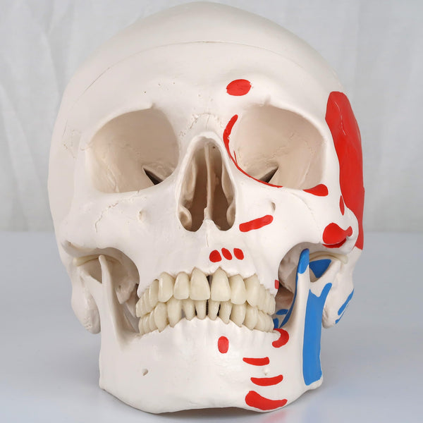 3B Scientific Human Anatomy Skeleton Model Sam - with Muscles and Ligaments, On Hanging Stand A13/1 + free Anatomy App - 3B Smart Anatomy